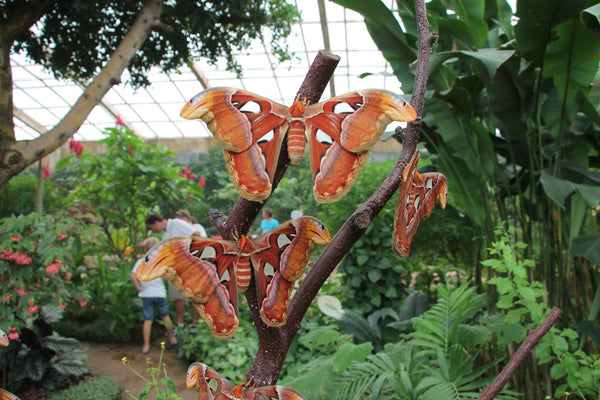Butterfly Park Benalmádena: Tropical Butterflies & Visitor Guide