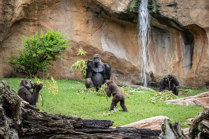 Bio Parc Fuengirola Zoo 2026