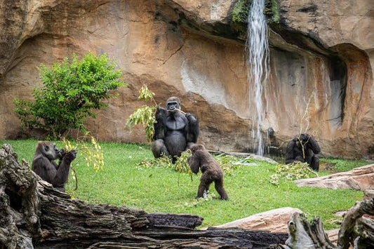 Bio Parc Fuengirola Zoo 2026