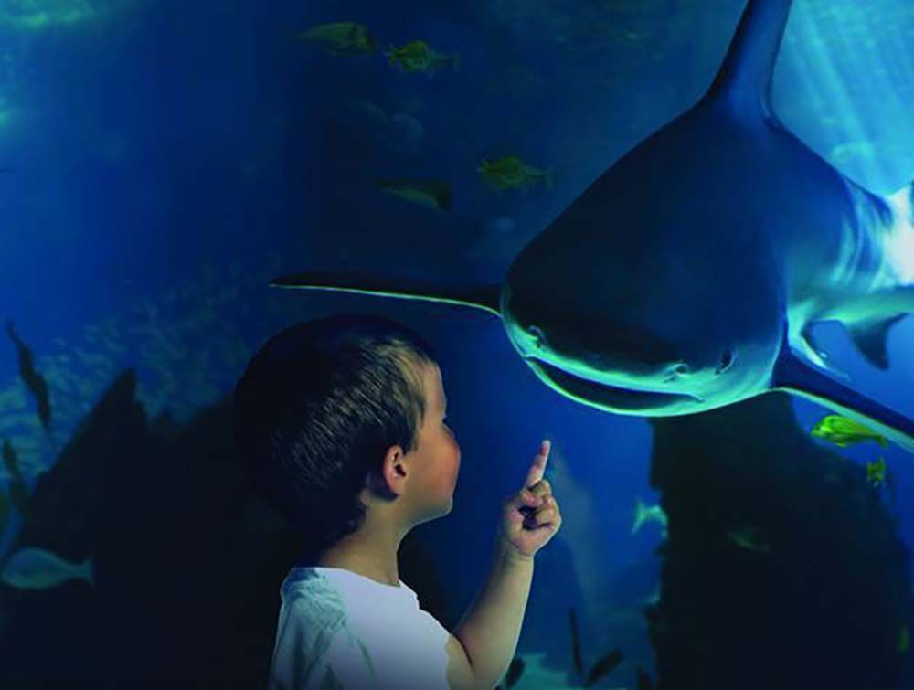 SEA LIFE Benalmádena: Tickets, Sharks & Family Visitor Guide