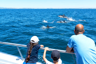 Dolphin Excursion