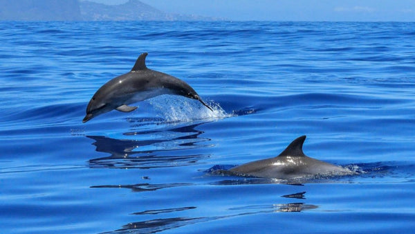 Dolphin Excursion photo 2